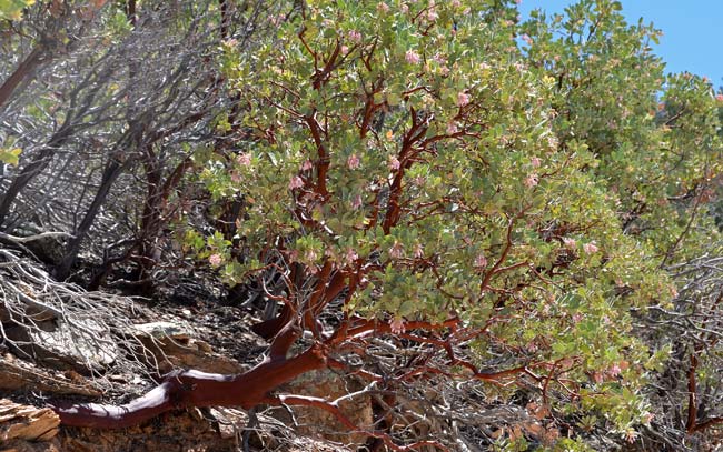 Habitat; Arctostaphylos pringlei, Pringle Manzanita, Southwest Desert Flora Arctostaphylos pringlei, Pringle Manzanita, Southwest Desert Flora